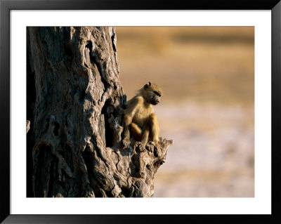 Baboon Sitting In A Tree by Beverly Joubert Pricing Limited Edition Print image