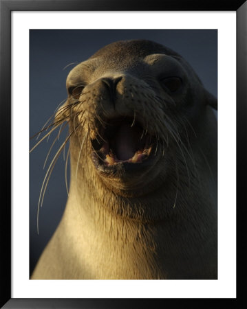 Portrait Of A Galapagos Sea Lion With Open Mouth And Lots Of Whiskers by Ralph Lee Hopkins Pricing Limited Edition Print image