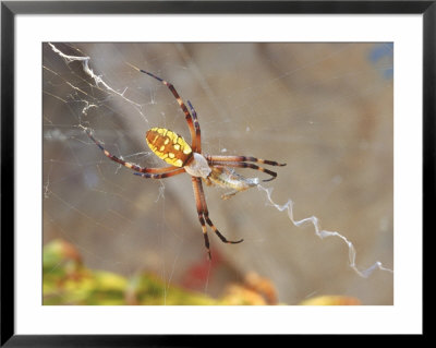 Garden Spider In Web, Argiope Aurantia by Inga Spence Pricing Limited Edition Print image