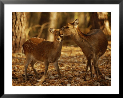 Mother And Fawn Sika Deer by Raymond Gehman Pricing Limited Edition Print image