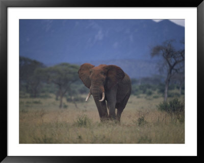 African Elephant On The Veldt by Dr. Maurice G. Hornocker Pricing Limited Edition Print image