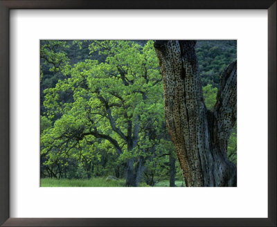 Acorn Woodpecker Holes In The Trunk Of An Oak Tree, Sequoia National Park, California by Phil Schermeister Pricing Limited Edition Print image