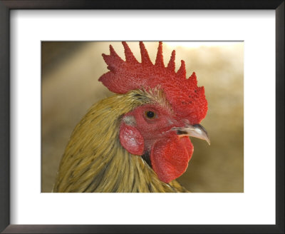 A Close View Of The Head Of A Rooster by Darlyne A. Murawski Pricing Limited Edition Print image
