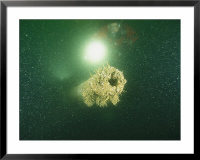 A Diver Shines His Flashlight On A Sediment-Covered World War Ii Gun by Brian J. Skerry Pricing Limited Edition Print image