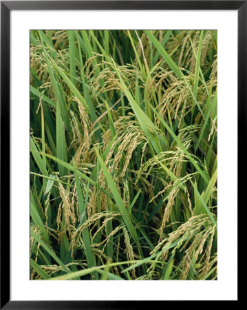 Close View Of Rice Plants by Steve Raymer Pricing Limited Edition Print image
