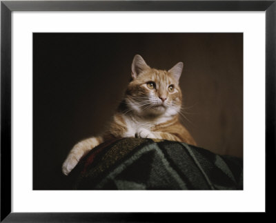 A Large Orange Cat Guards The Corner Of A Bed In This Low-Angle View by Stephen St. John Pricing Limited Edition Print image