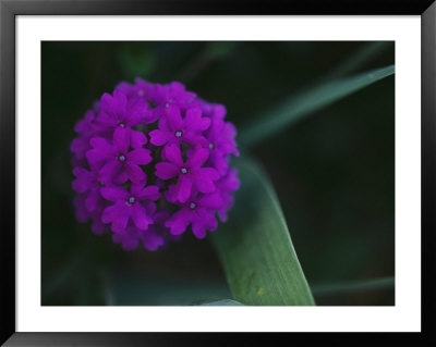 Close View Of A Flower by Stephen Alvarez Pricing Limited Edition Print image