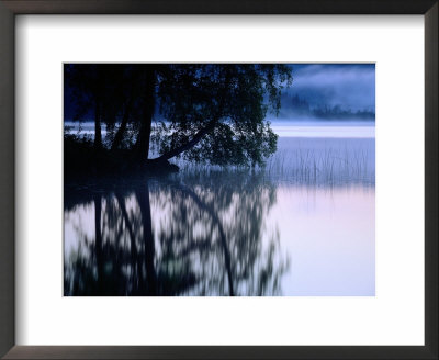 A Large Tree Grows At The Edge Of A Lake by Mattias Klum Pricing Limited Edition Print image