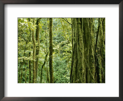 View Within A Rain Forest by Mattias Klum Pricing Limited Edition Print image
