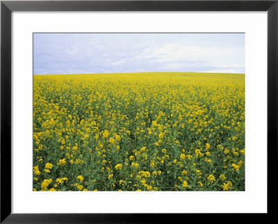 Springtime, Field Of Mustard Seed by Rich Reid Pricing Limited Edition Print image