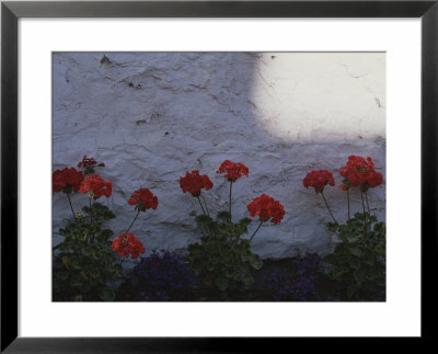 Red Geraniums Growing In A Flowerbed Alongside A White Wall by Annie Griffiths Belt Pricing Limited Edition Print image