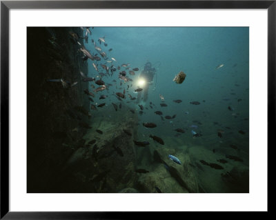 An Underwater Divers Light Sends Cichlid Fish Scurrying by Bill Curtsinger Pricing Limited Edition Print image
