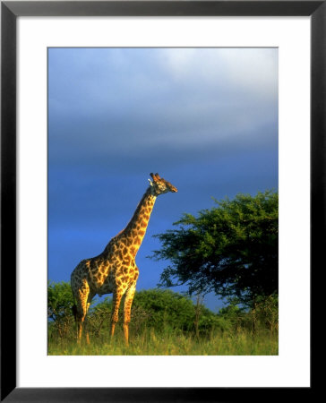 Giraffe In Veld, Ithala Game Reserve, South Africa by Roger De La Harpe Pricing Limited Edition Print image