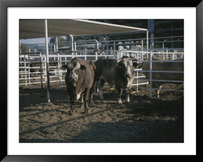 Rodeo Bulls Look Directly At The Camera With An Angry Stare by Taylor S. Kennedy Pricing Limited Edition Print image