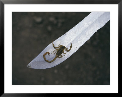 A Small Scorpion Found In The School Storage Room Sits On A Knife Blade by Maria Stenzel Pricing Limited Edition Print image