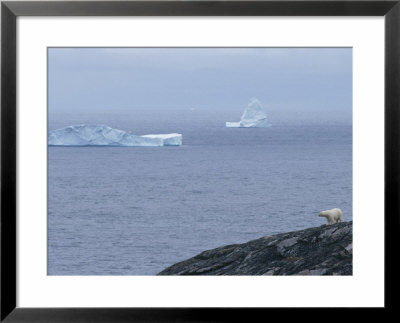 A Polar Bear Looks Across The Water From The Shore Of Baffin Island by Paul Nicklen Pricing Limited Edition Print image