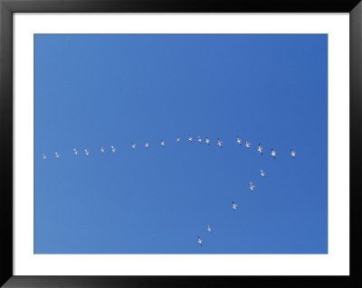 A Flock Of Snow Geese Flies High In Formation by Norbert Rosing Pricing Limited Edition Print image