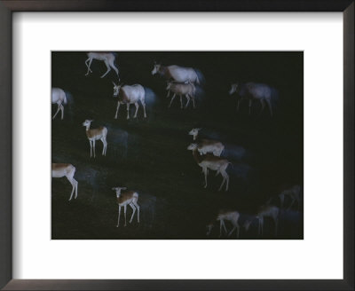 Herd Of Addra Gazelles At Night by Michael Nichols Pricing Limited Edition Print image