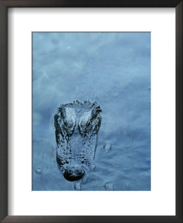 American Alligator by Jason Edwards Pricing Limited Edition Print image
