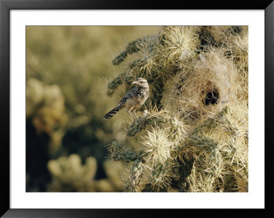 A Cactus Wren Perches On A Cholla Cactus Near The Entrance To Its Nest by Walter Meayers Edwards Pricing Limited Edition Print image