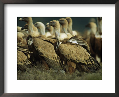 Griffon Vultures Standing On Ground by Klaus Nigge Pricing Limited Edition Print image