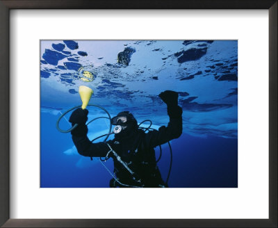A Diver Suctions Tiny Amphipods From Ice Floe by Paul Nicklen Pricing Limited Edition Print image