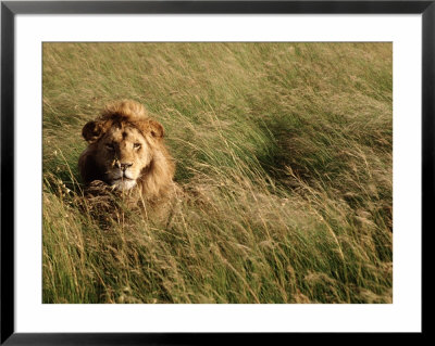 Male Lion Hiding, Masai Mara National Park, Kenya by Michele Burgess Pricing Limited Edition Print image