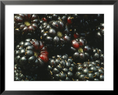 Blackberries Close-Up Detail by Linda Burgess Pricing Limited Edition Print image