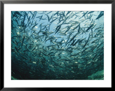 A School Of Small Fish Seek Protection In Numbers by Bill Curtsinger Pricing Limited Edition Print image