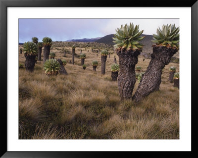 Meadows And Groundsel Trees, Mt. Kilimanjaro, Tanzania by Skip Brown Pricing Limited Edition Print image