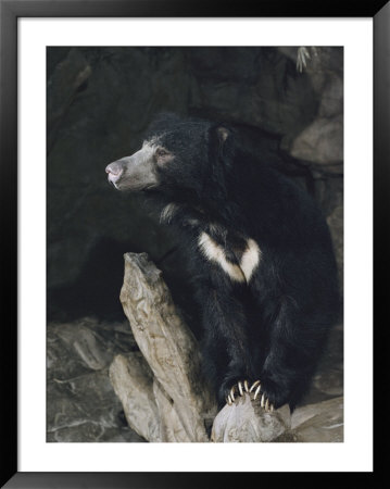 A Sleepy Sloth Bear Takes A Breather Outside Its Cave by Joseph H. Bailey Pricing Limited Edition Print image