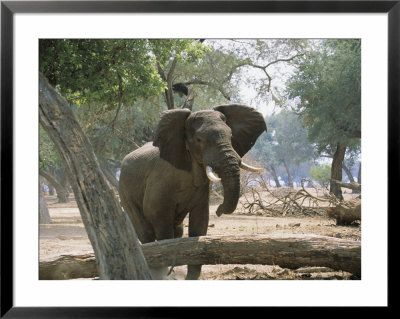 An African Elephant Amidst Ana Trees by Beverly Joubert Pricing Limited Edition Print image