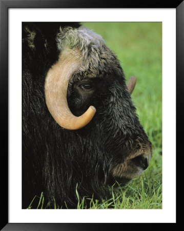 Close View Of Musk Oxs Head At The Large Animal Research Station by Michael Melford Pricing Limited Edition Print image