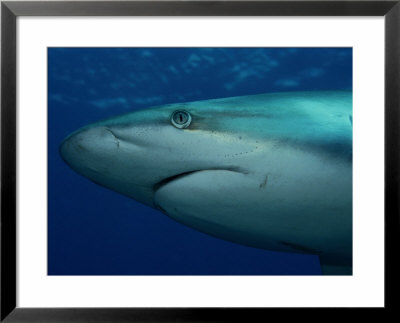 A Close-View Of A Silvertip Reef Shark by Wolcott Henry Pricing Limited Edition Print image