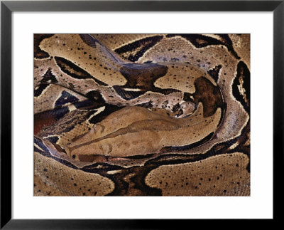Close View Of A Burmese Python by Mattias Klum Pricing Limited Edition Print image