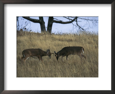 A Pair Of White-Tailed Deer Bucks Butting Heads by Raymond Gehman Pricing Limited Edition Print image