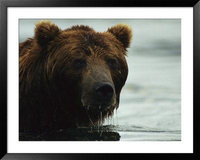 A Close View Of The Face Of A Brown Bear In Water by Klaus Nigge Pricing Limited Edition Print image