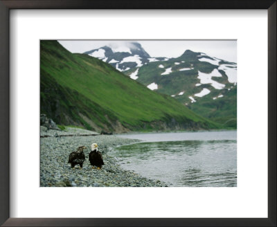 An Adult And Juvenile American Bald Eagle Rest Along The Shoreline by Klaus Nigge Pricing Limited Edition Print image