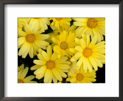 Yellow Daisies, Bellevue Botanical Garden, Washington, Usa by Jamie & Judy Wild Pricing Limited Edition Print image