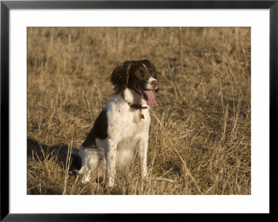 An English Springer Spaniel Rests After A Run by Joel Sartore Pricing Limited Edition Print image