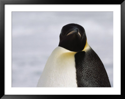 Portrait Of A Smug-Looking Emperor Penguin by Bill Curtsinger Pricing Limited Edition Print image