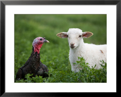 A Katahdin Lamb And A Bronze Turkey Hang Out On A Farm In Kansas by Joel Sartore Pricing Limited Edition Print image