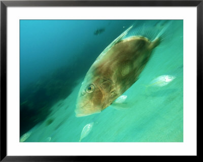 John Dory, New Zealand by Tobias Bernhard Pricing Limited Edition Print image