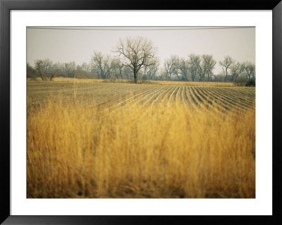 Fields At The Lillian Annette Rowe Bird Sanctuary On The Platte River by Joel Sartore Pricing Limited Edition Print image