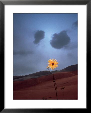 Yellow Flower, Great Sand Dunes National Park, Co by Pat Canova Pricing Limited Edition Print image