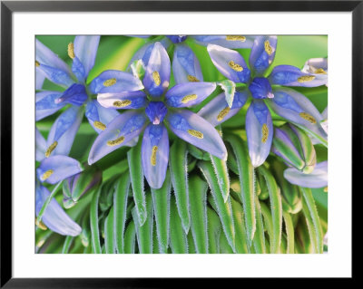Scilla Peruviana Close-Up Of Flower Growing In A Greenhouse, February by Vaughan Fleming Pricing Limited Edition Print image