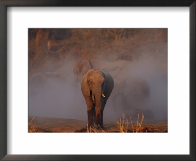 African Elephant Herd by Beverly Joubert Pricing Limited Edition Print image