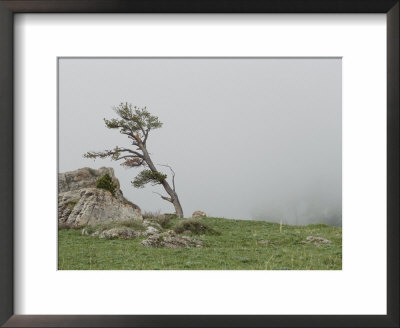 Fog Drifts Past A Windblown Tree by Raymond Gehman Pricing Limited Edition Print image
