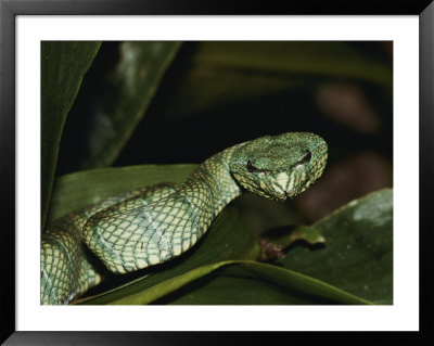 Head-On View Of A Green Pit Viper In The Rain Forest by Mattias Klum Pricing Limited Edition Print image