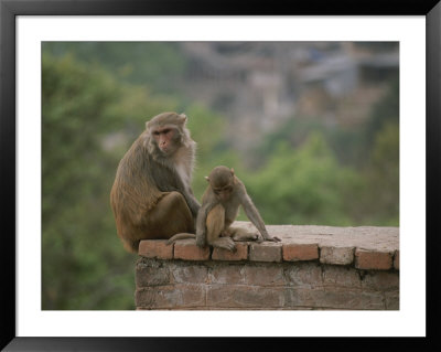 Monkeys Watch The Tourists From A Brick Wall In Kathmandu, Nepal by Bobby Model Pricing Limited Edition Print image
